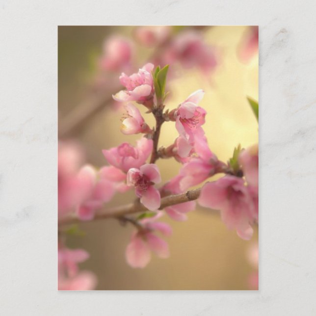 Cherry Blossoms Postcard (Front)