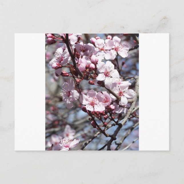 cherry blossoms postcard (Front)