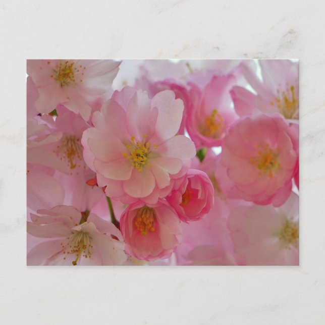 Cherry Blossoms Postcard (Front)