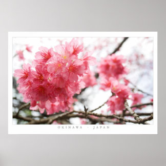 Cherry Blossoms Poster