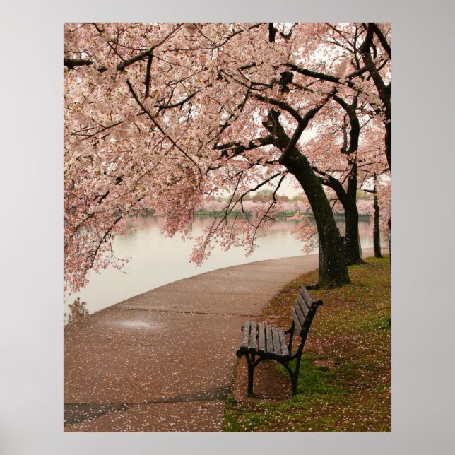 Cherry Blossoms Poster (Front)
