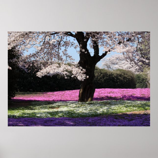 CHERRY BLOSSOMS POSTER (Front)