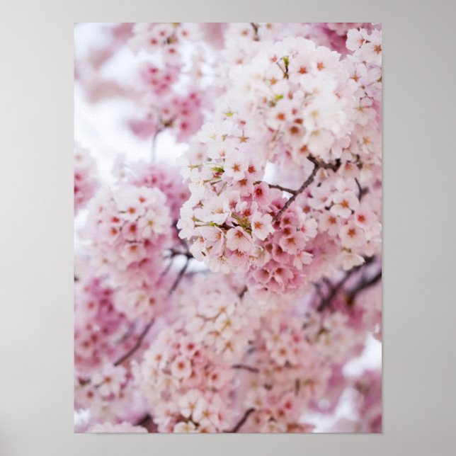 Cherry Blossoms Poster (Front)