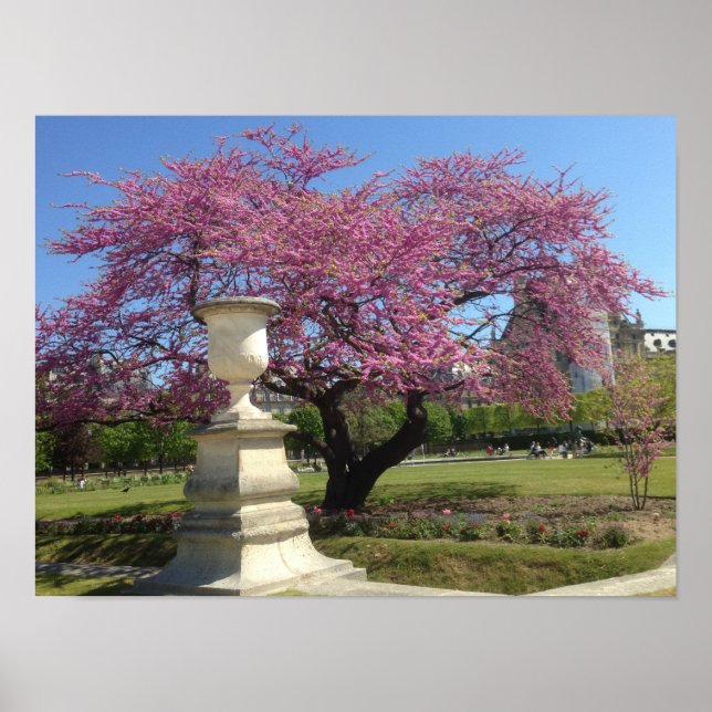 Cherry Blossoms Poster Paper (Matte) (Front)