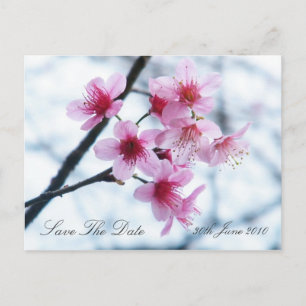 Cherry Blossoms - Save The Date Announcement Postcard