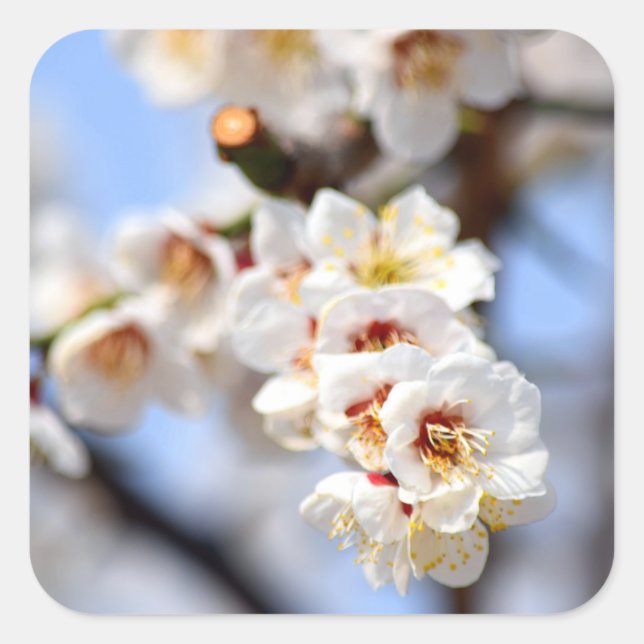 Cherry Blossoms Square Sticker (Front)