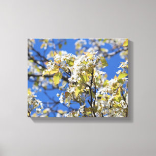 Cherry Blossoms Stretched Canvas Print