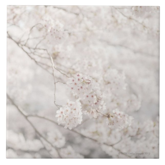 cherry blossoms tile (Front)