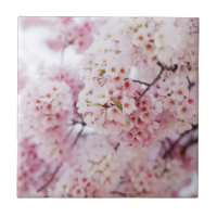 Cherry Blossoms