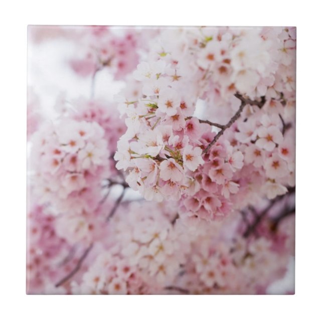 Cherry Blossoms Tile (Front)
