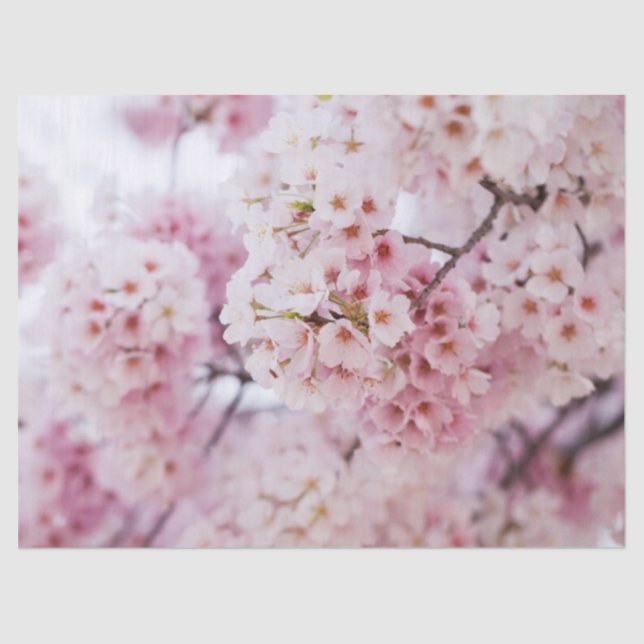 Cherry Blossoms Tissue Paper (Front)