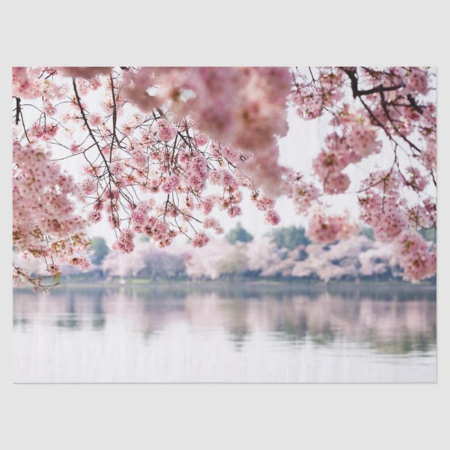 Cherry Blossoms Tissue Paper (Front)