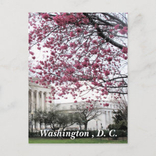 Cherry blossoms. Washington, D.C. Postcard