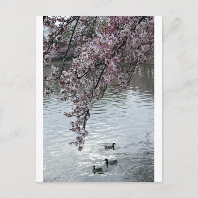 Cherry Blossoms Washington DC Postcard (Front)