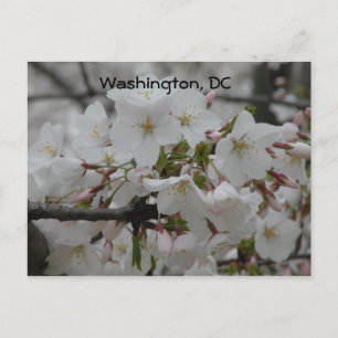 Cherry Blossoms: Washington, DC Postcard