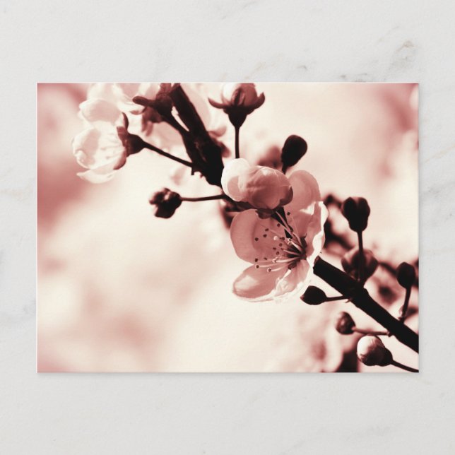 Cherry Blossums, Spring flovers, Nature Postcard (Front)