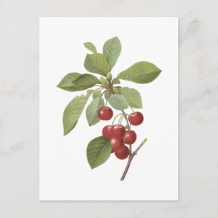 cherry(Cerasus domestica) by Redouté Postcard