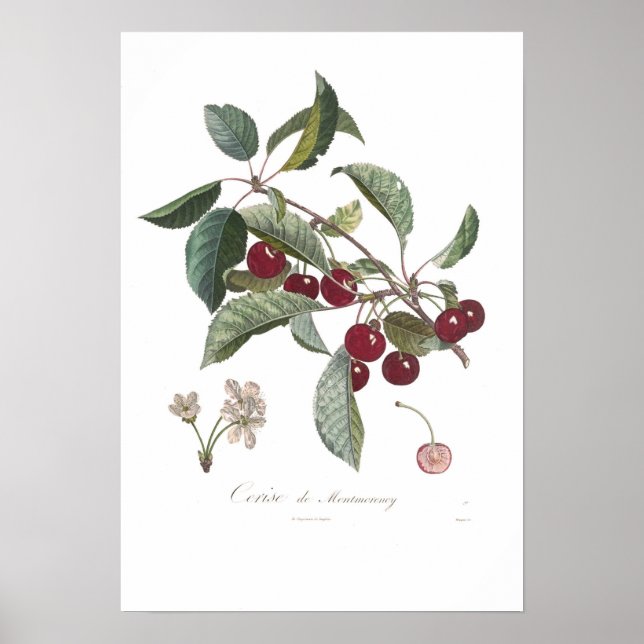 Cherry, Cerise de Montmorency Poster (Front)