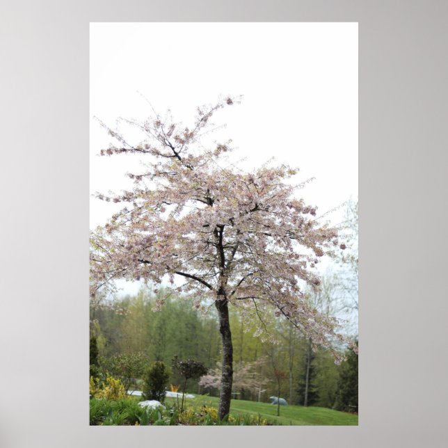 cherry flowering tree in the rain poster (Front)