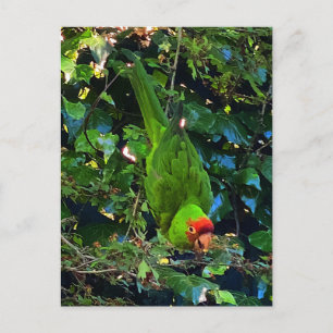 Cherry Headed Conure #1 Postcard