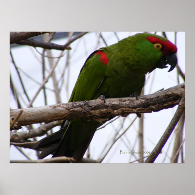 Cherry-Headed Conure 1 Poster (Front)