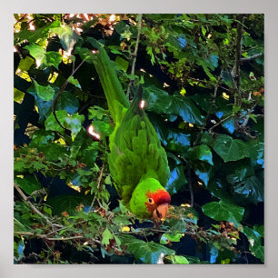 Cherry Headed Conure #1 Poster
