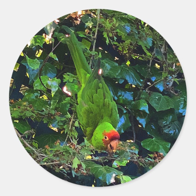 Cherry Headed Conure #1 Stickers (Front)