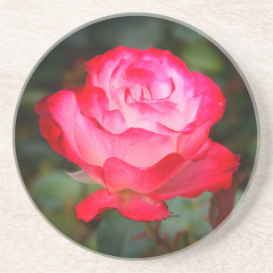 Cherry Parfait Rose #3 Sandstone Coaster