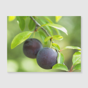 Cherry plum on branch