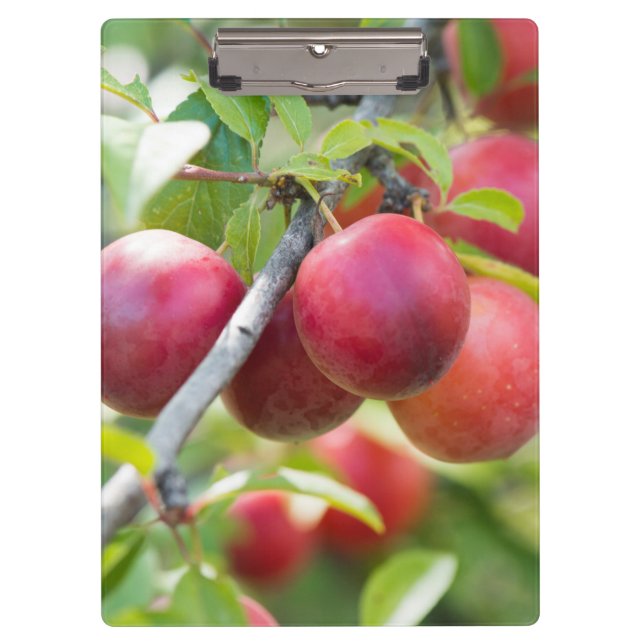 Cherry plum on branch clipboard (Front)