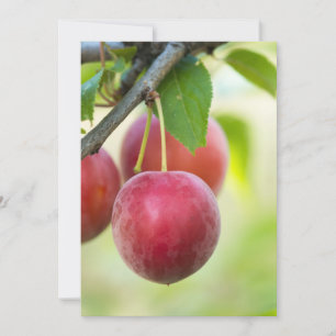 Cherry plum on branch invitation