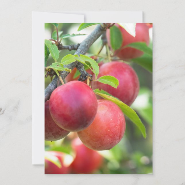 Cherry plum on branch invitation (Front)
