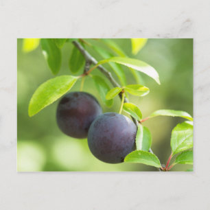 Cherry plum on branch postcard