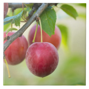 Cherry plum on branch tile