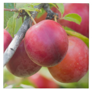 Cherry plum on branch tile