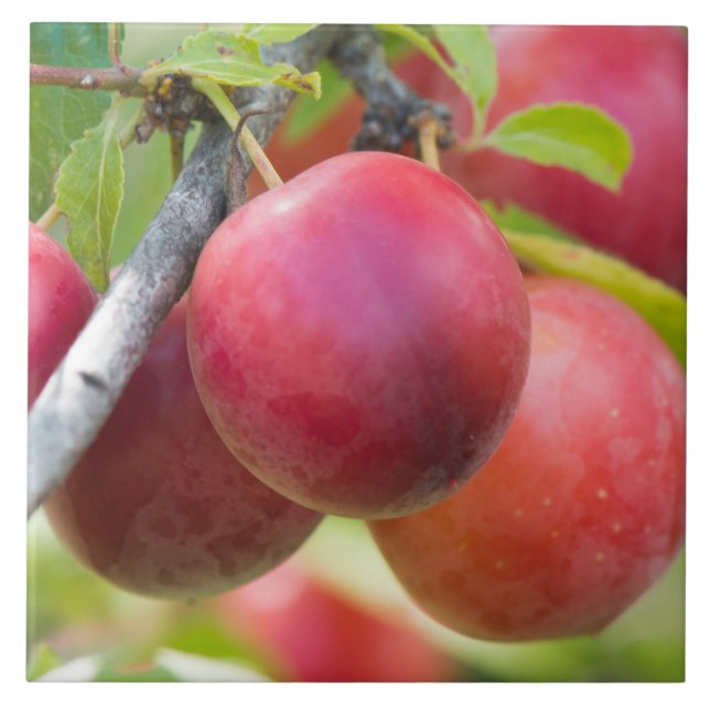 Cherry plum on branch tile (Front)