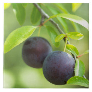 Cherry plum on branch tile