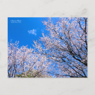 Cherry Plum [Postcard] Postcard