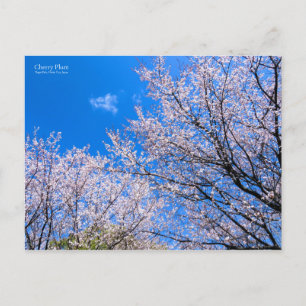 Cherry Plum [Postcard] Postcard