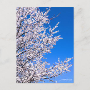 Cherry Plum:Postcard Postcard