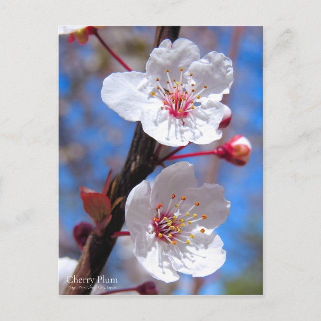 Cherry Plum [Postcard] Postcard (Front)