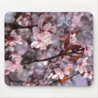 Cherry Plum Tree Pink
