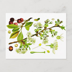 cherry postcard