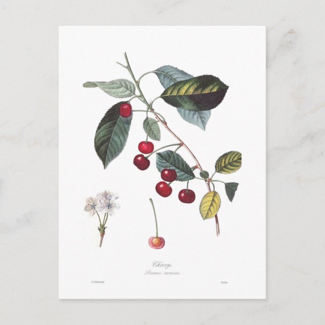 Cherry (Prunus cerasus) Postcard (Front)
