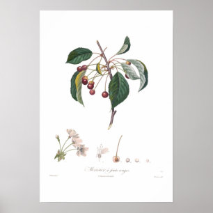 Cherry,Red Cherry Poster