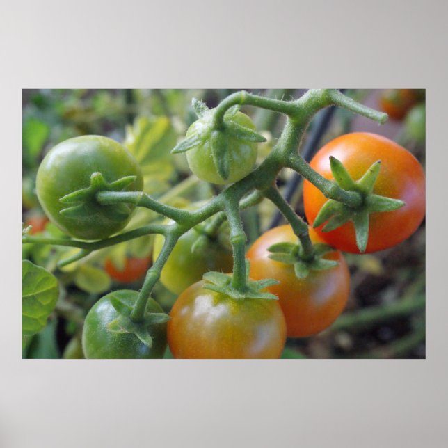 Cherry tomatoes on the vine photo poster print (Front)