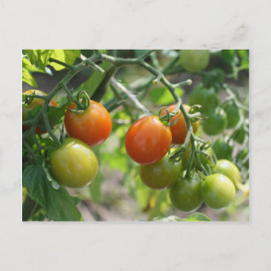 Cherry Tomatoes On Vine Nature Postcard