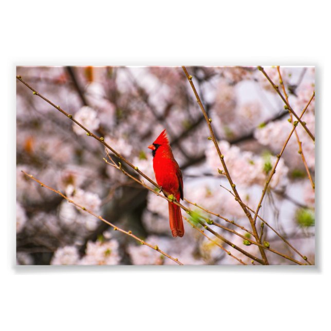 Cherry Tree Bird Photo Print (Front)
