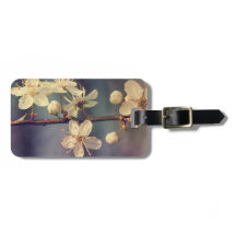 Cherry tree blossoms