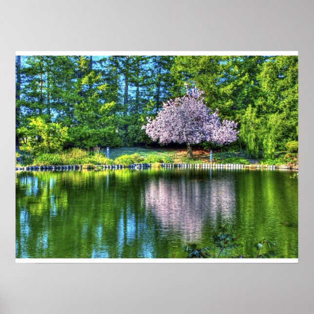 Cherry Tree Blossoms Poster (Front)